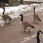 Hungry geese
