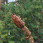 Ornamental Horse Chestnut leaf bud
