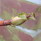 Hydrangea leaf bud