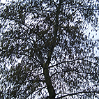 Alder tree with catkins