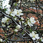 White Winter Cherry
