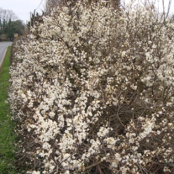 Hedgerow Blossom