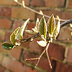 New quince leaves