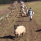 Sheep following us