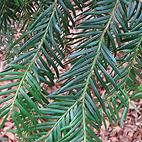 Yew leaves