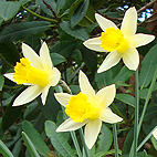 3 daffodils