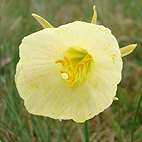 Different Daffodil