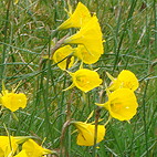Different Daffodils