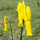 Different Daffodils