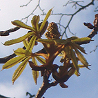 Horse chestnut leaves 