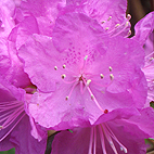 Magenta Rhododendron