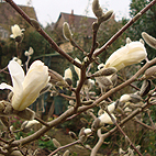 Stellata Magnolia