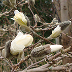 Stellata Magnolia
