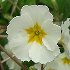 White Primrose