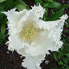Feathery White Tulip