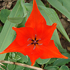 Open Orange Tulip