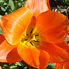 Open Orange Tulip