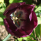 Open Purple Tulip