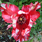 Red Raggedy Tulip