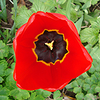 Open Red Tulip