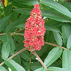 Stag Horn Sumac Flower