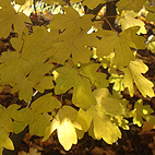 Field Maple Leaves